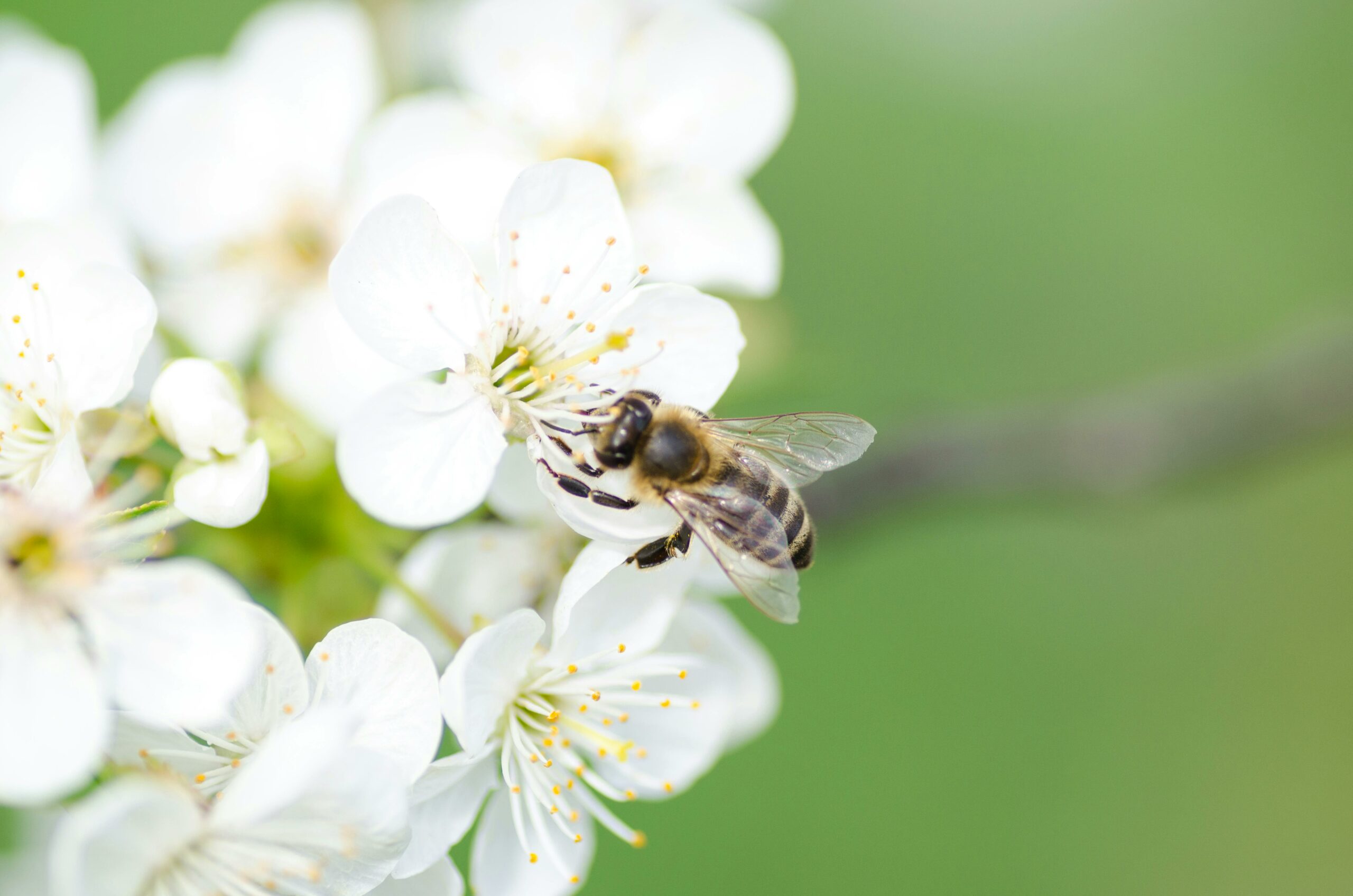 You are currently viewing Les abeilles constituent-elles les uniques insectes pollinisateurs ?