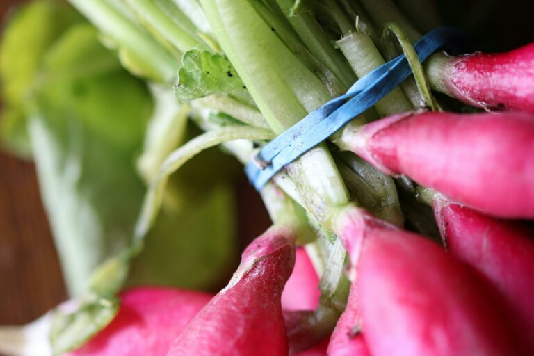 Lire la suite à propos de l’article La recette des rillettes de radis roses au fromage de chèvre